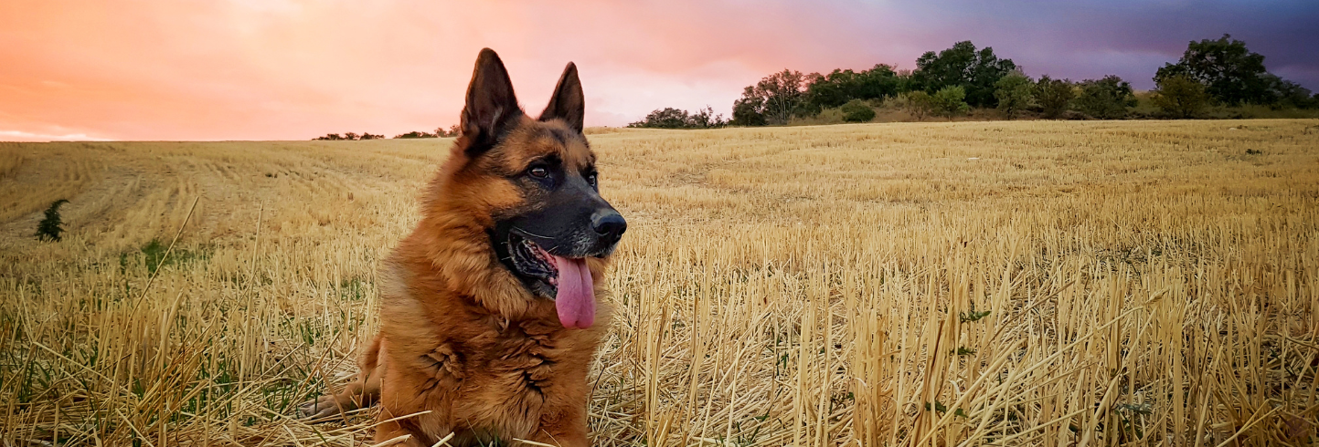 Veterinary care in Tomball